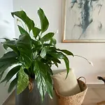 Apartment Le Bahia *