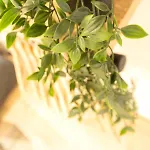 Ag 3 Sun And Serenity Intimate Apartment