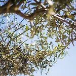 Corniche D'argent -