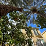 Under The Citrus Trees