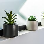 Secret Nest