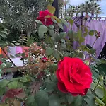 Promenade Des Center Sea And Front Design Flat With Private Garden Apartment