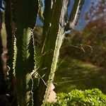 Le Botanica