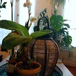 Apartment Bohemian Style And Luminous Balcony Nice