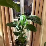 Beautiful Luxurious Apartment