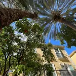 Under The Citrus Trees
