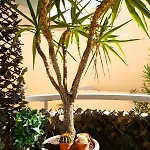 Le Bougainvillier Nice