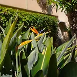 Le Bougainvillier