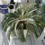 Homestay Baie Des Anges *