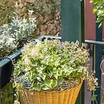 Vieux / Marche Aux Fleurs Apartment *