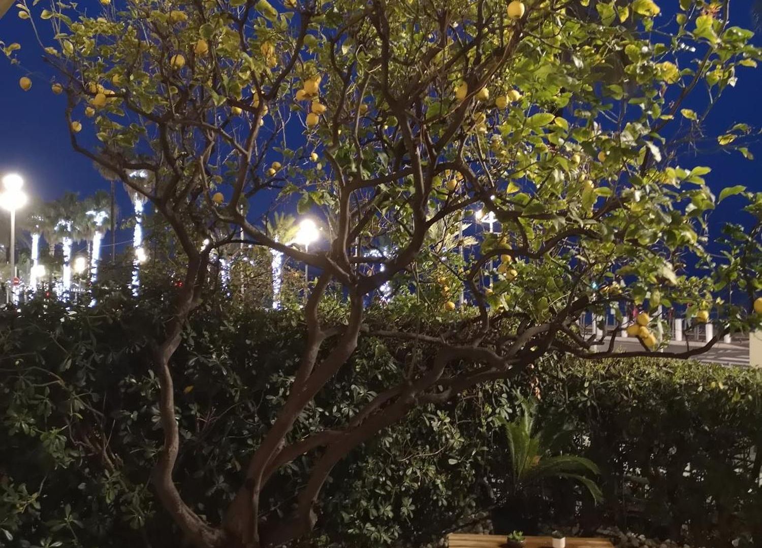 Garden Atlantide Promenade Appartement *