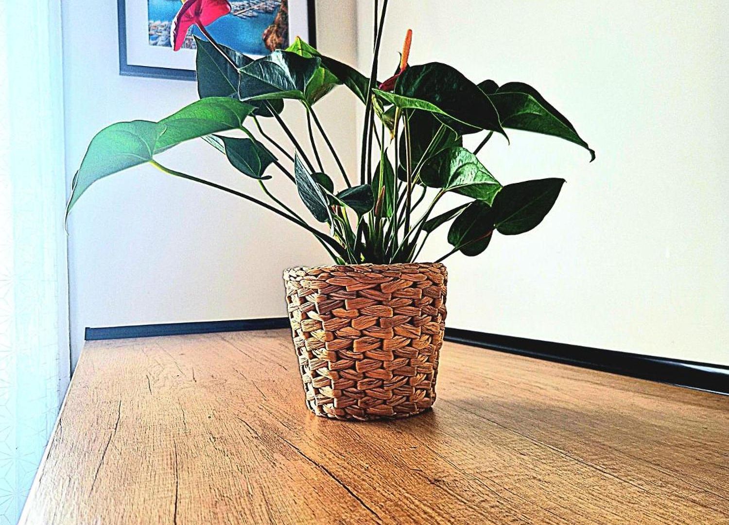Nissalabella Appartement *