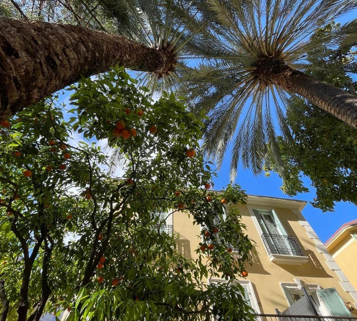 Appartement Under The Citrus Trees *
