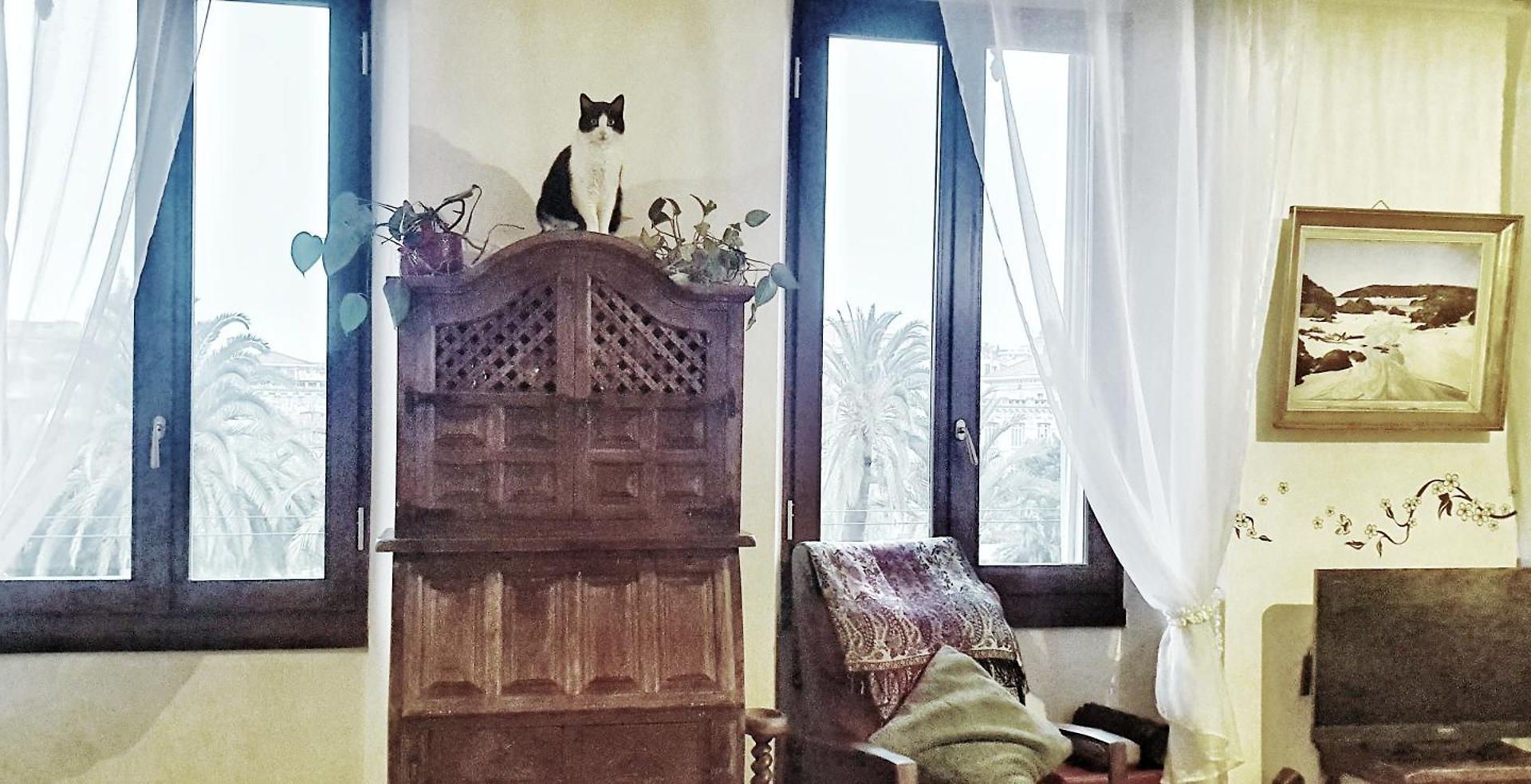 Appartement Shared With Kitten Nice