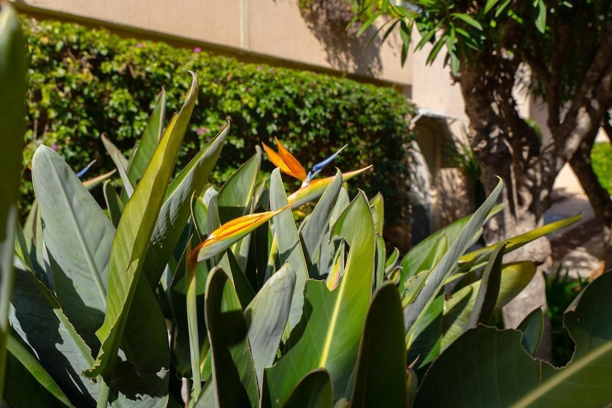 Le Bougainvillier