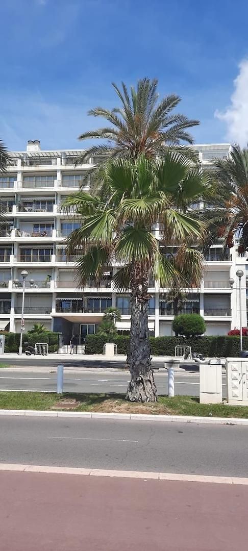 Wehost Prom- Jardin & -coeur Promenade Des Anglais-2 Personnes / 1 Canape-lit Apartment