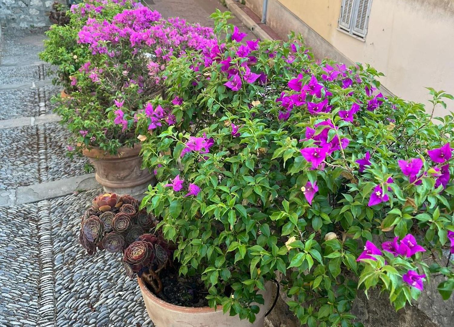 Unique Dans Le Vieux-nice! Avec Jardin Et Terrasse Nice