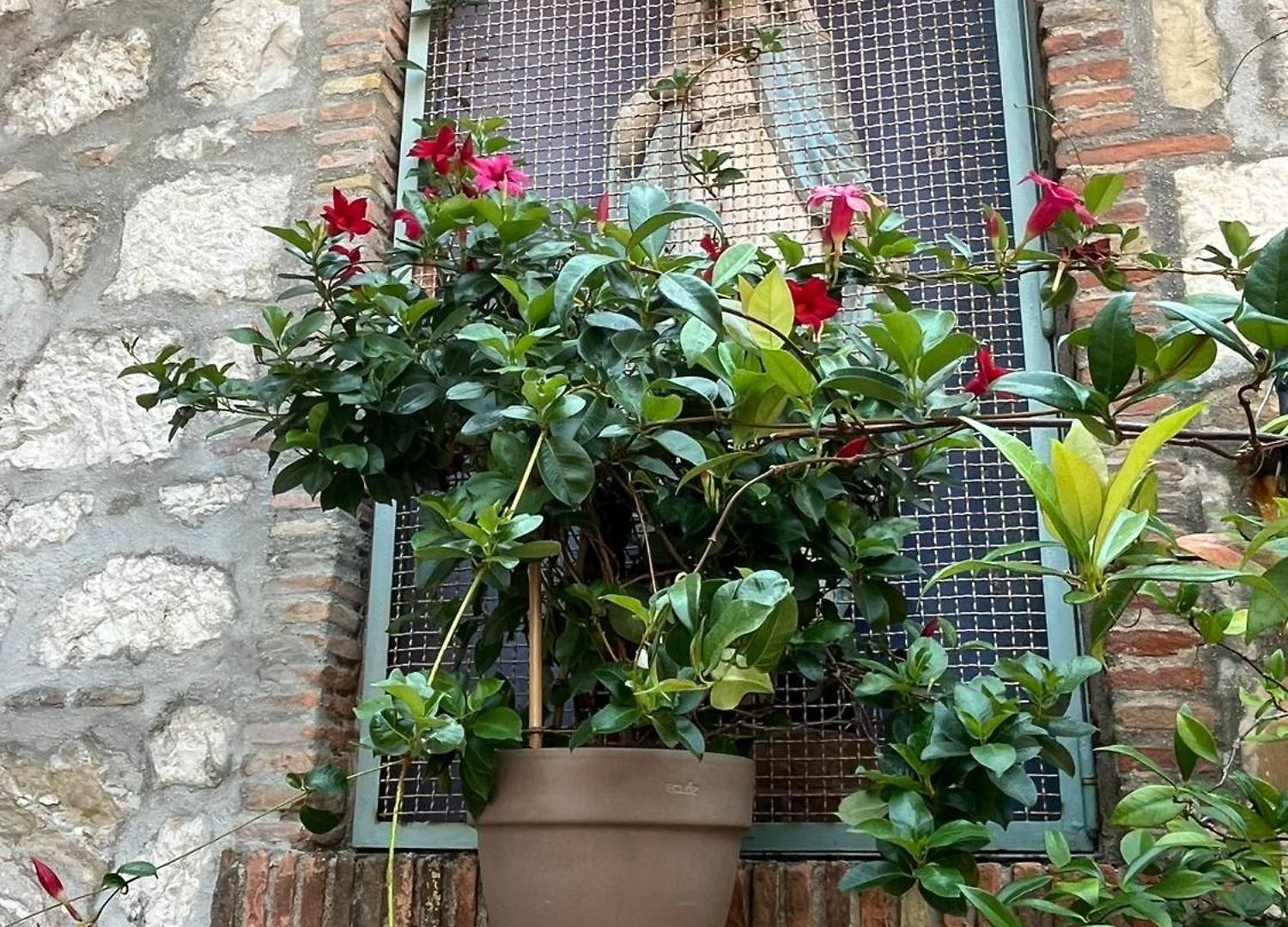 Apartment Unique Dans Le Vieux-nice! Avec Jardin Et Terrasse Nice