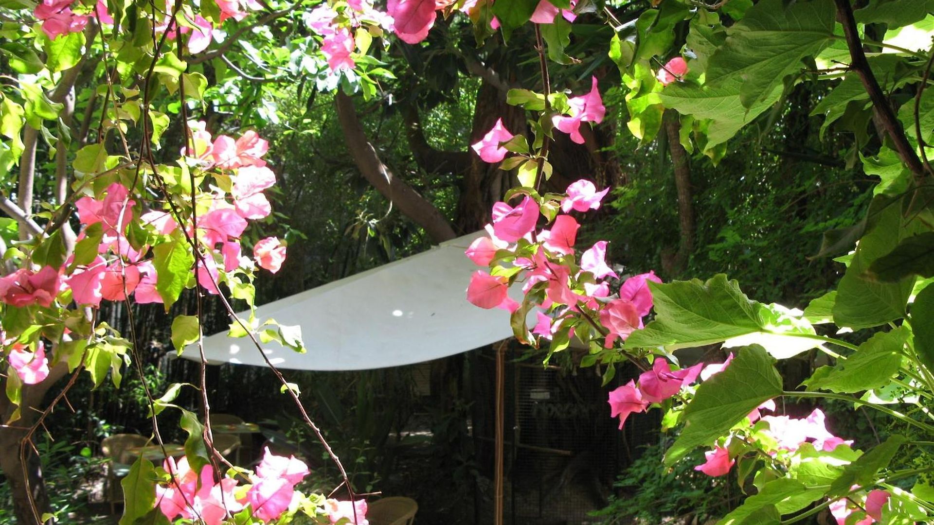 Hotel Le Windsor, Jungle Art