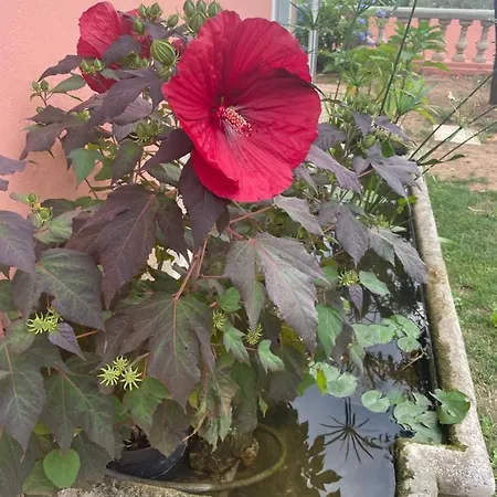D'hotes A L'ancre Marine De La Rose 3*
