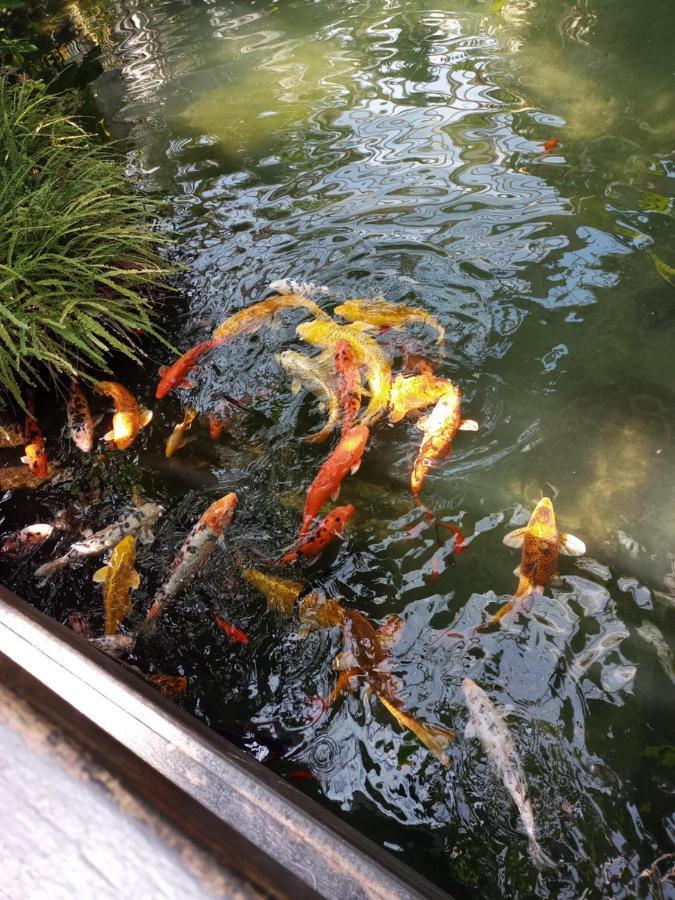 Parc Phoenix Hospedagem domiciliar