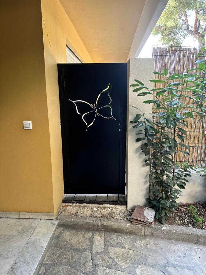 Papillon De Cimiez *