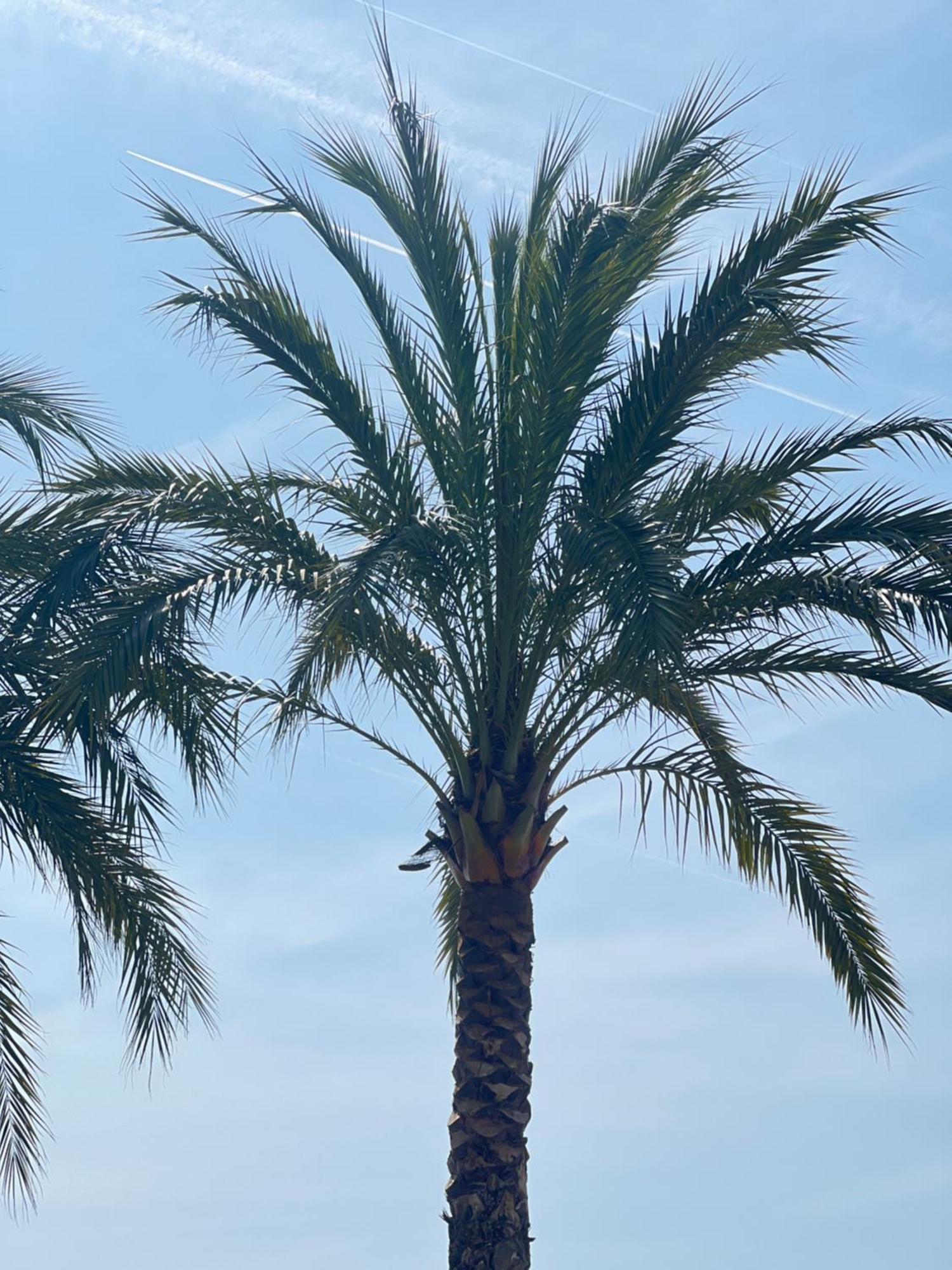 Apartment La Vague Douce