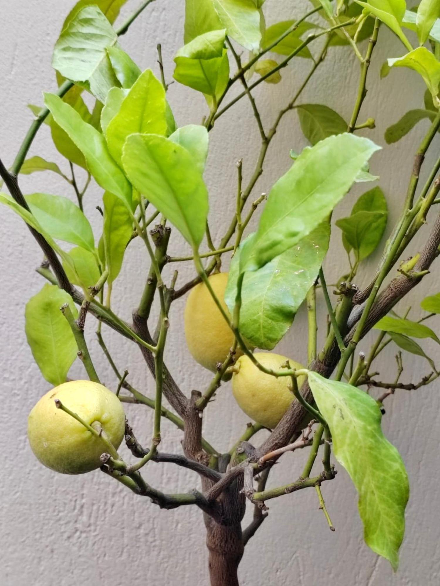 Le Clio Hyper Centre Proche Promenade Apartment *