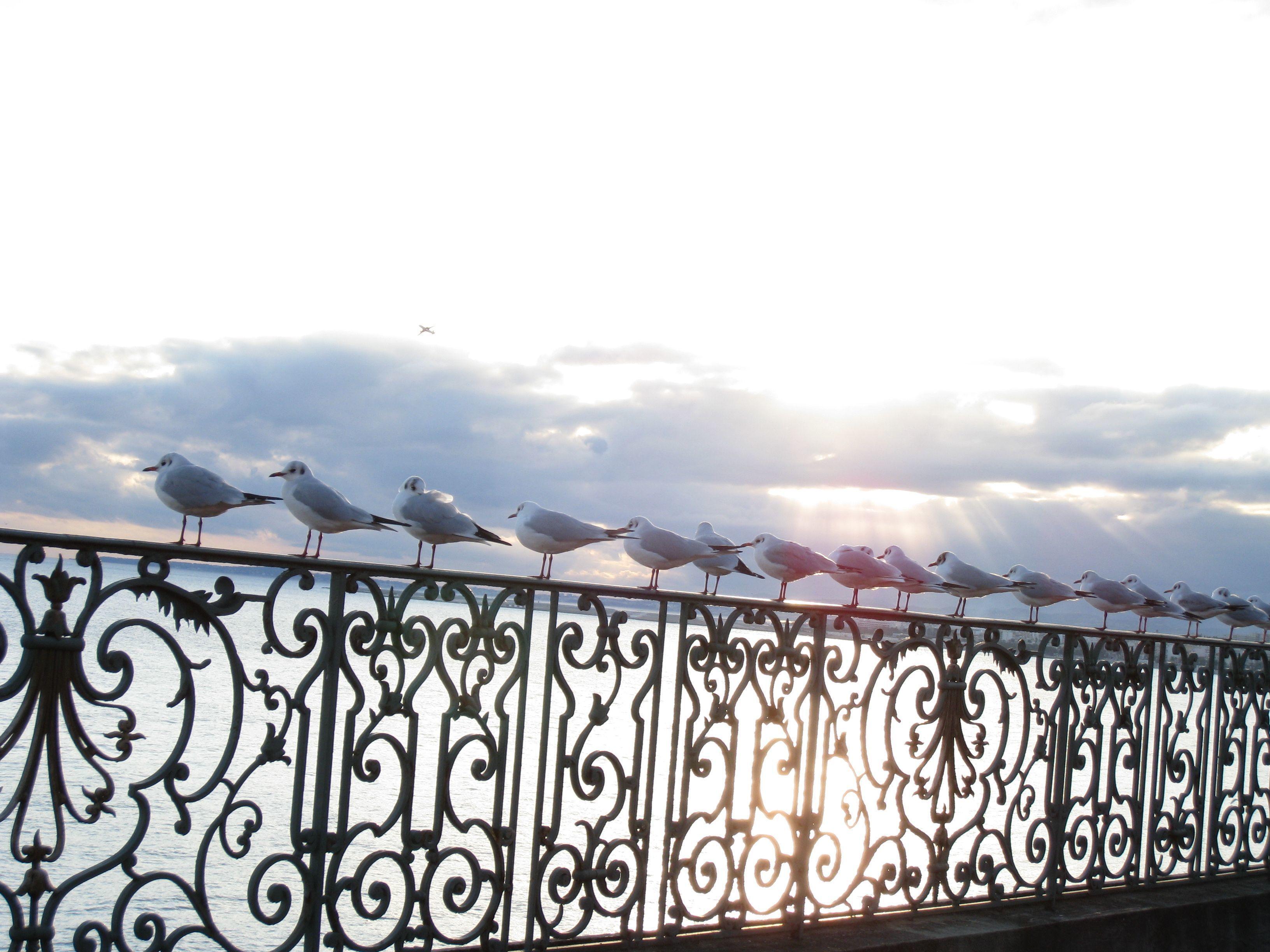 Le Royal Promenade Des Hotel 3*