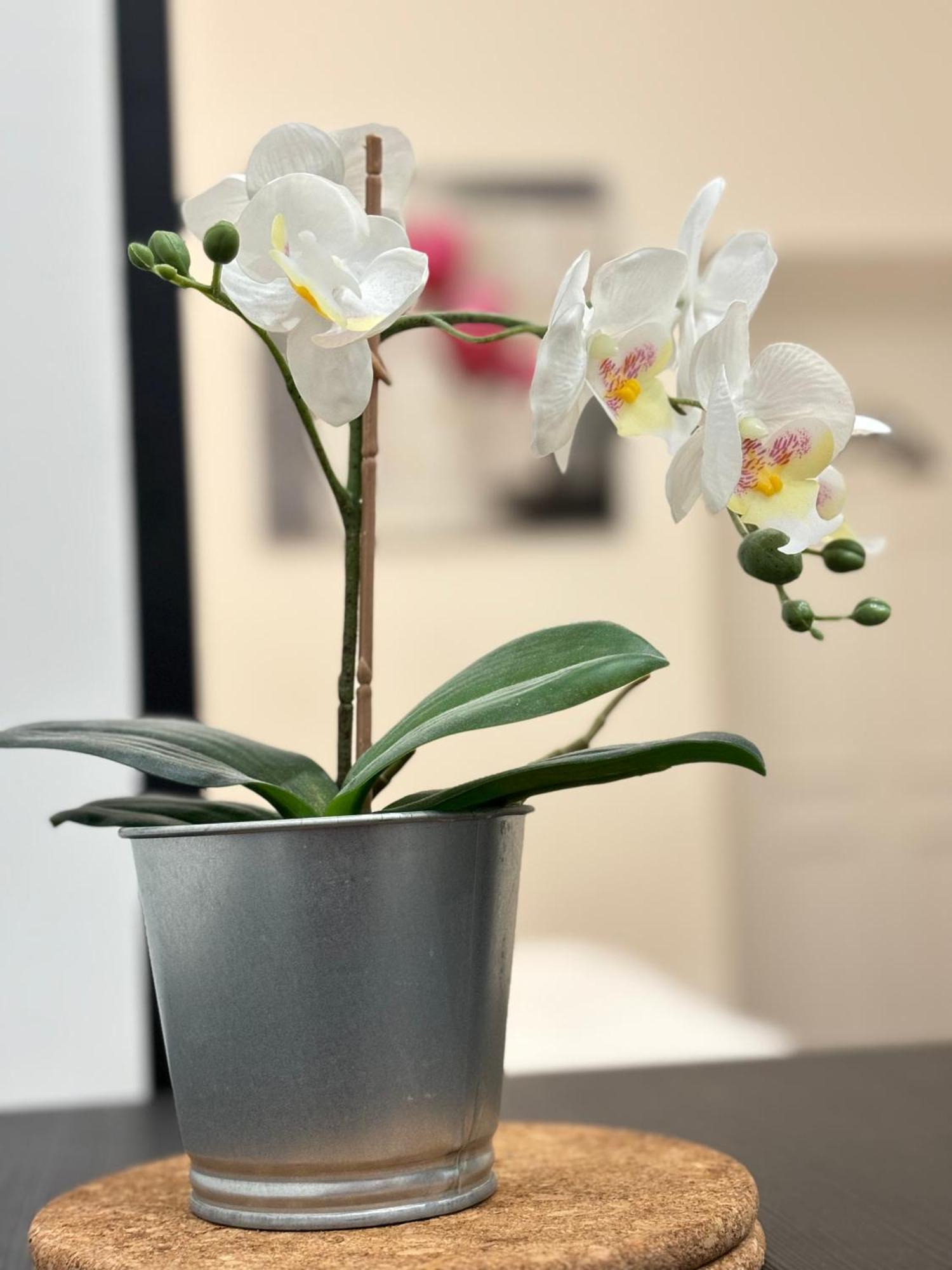 Au Coeur Du Vieux Nice, Superbe Refait A Neuf Apartment