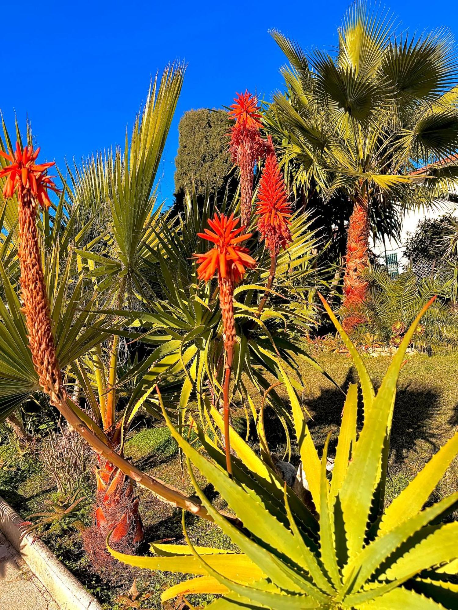 Apartment Superbe Climatise Avec Piscine, Terrasse Et Parking Prive - Proche Promenade Des Nice