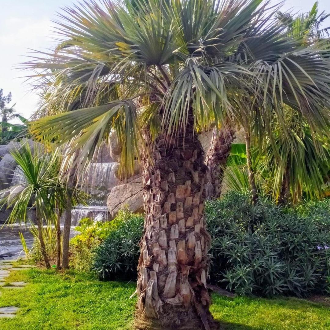 Secret Garden, Ideal For 2,large Terrace Apartment