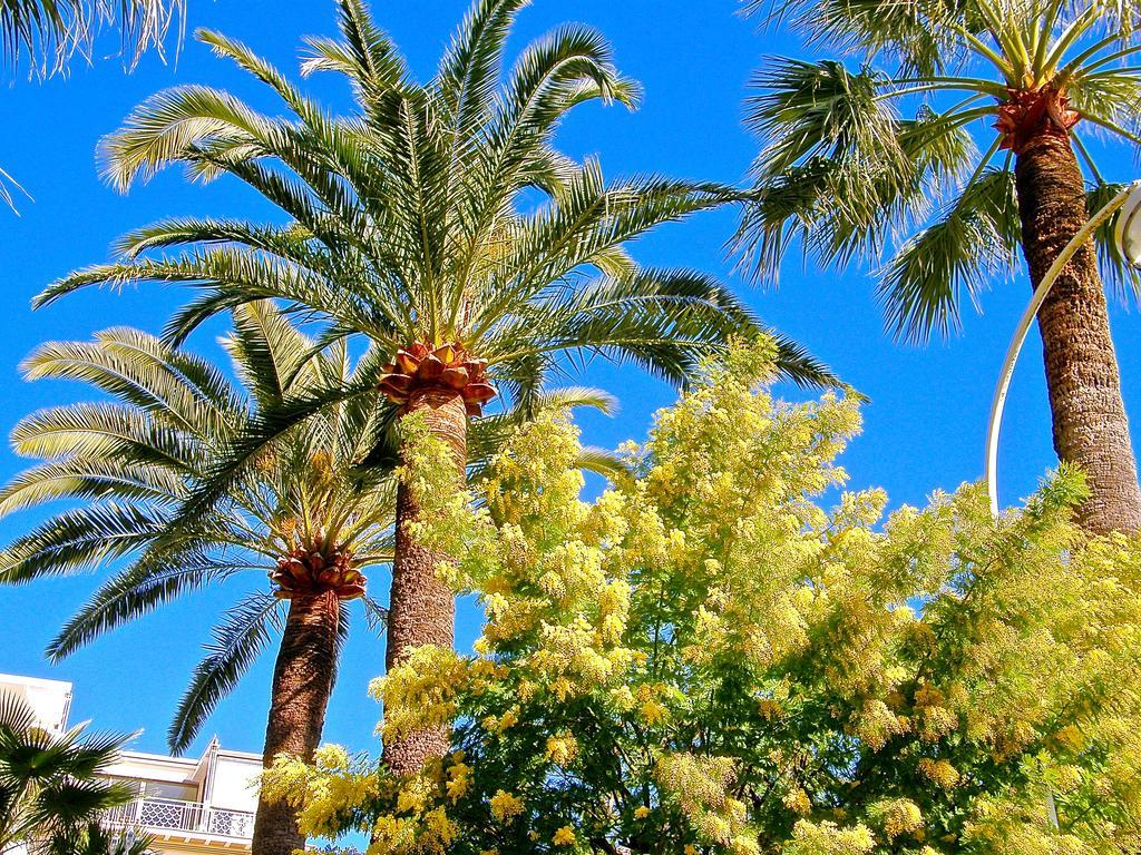 Les Palmiers Apartamento
