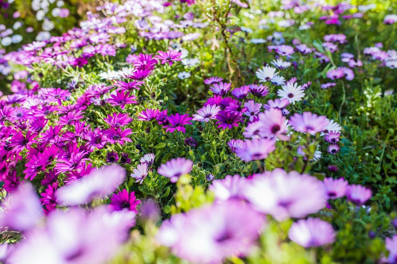 La Casetta Dei Fiori Vi3078 *