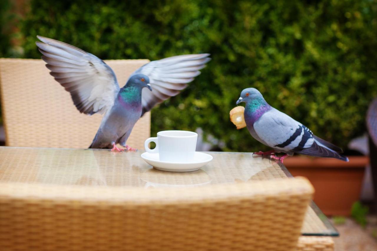 Restaurant Oasis Hotel Nice