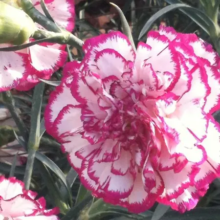 Apartment Kiva Nice