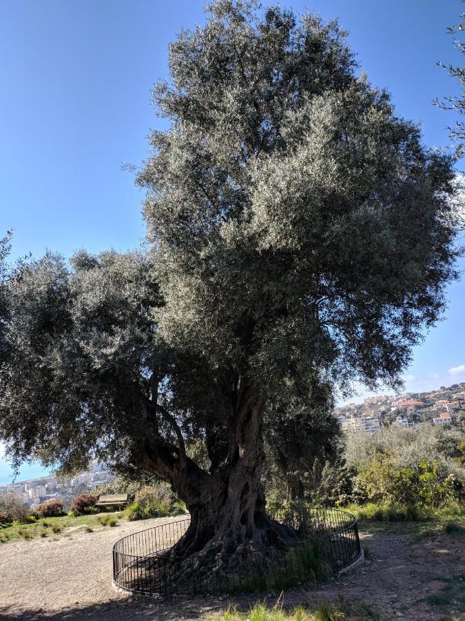 Palais Ophelia Apartment Nice