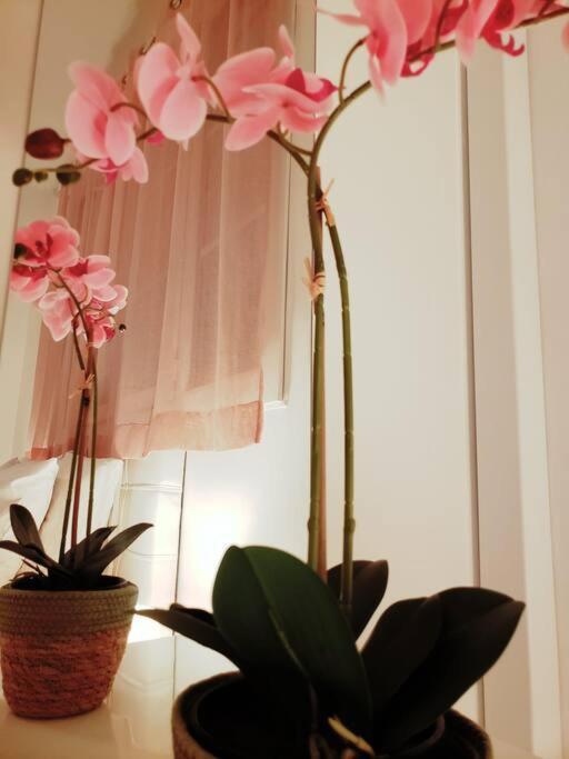 Cosy Plein Centre Apartment *