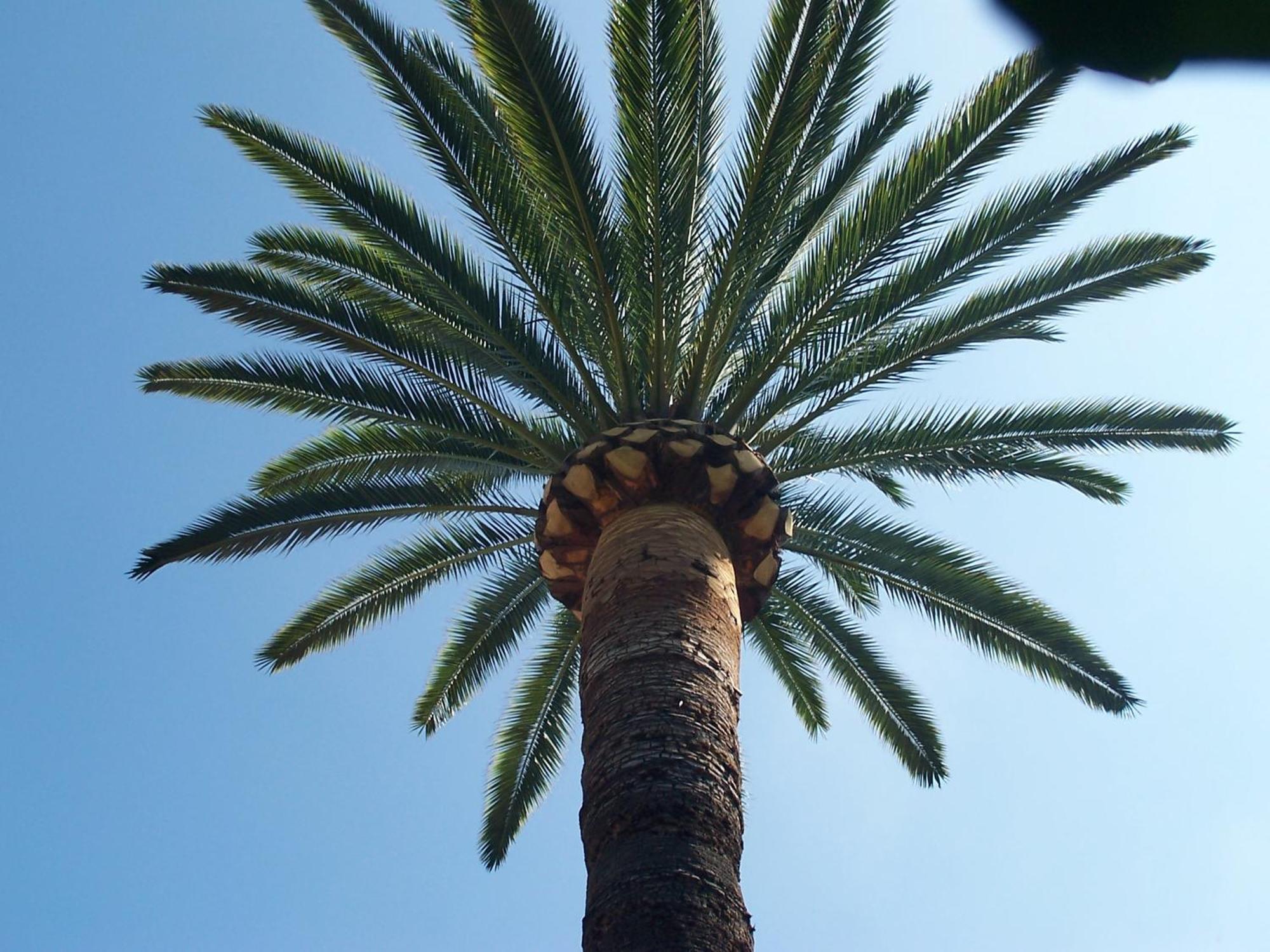 Castel Enchante Nice