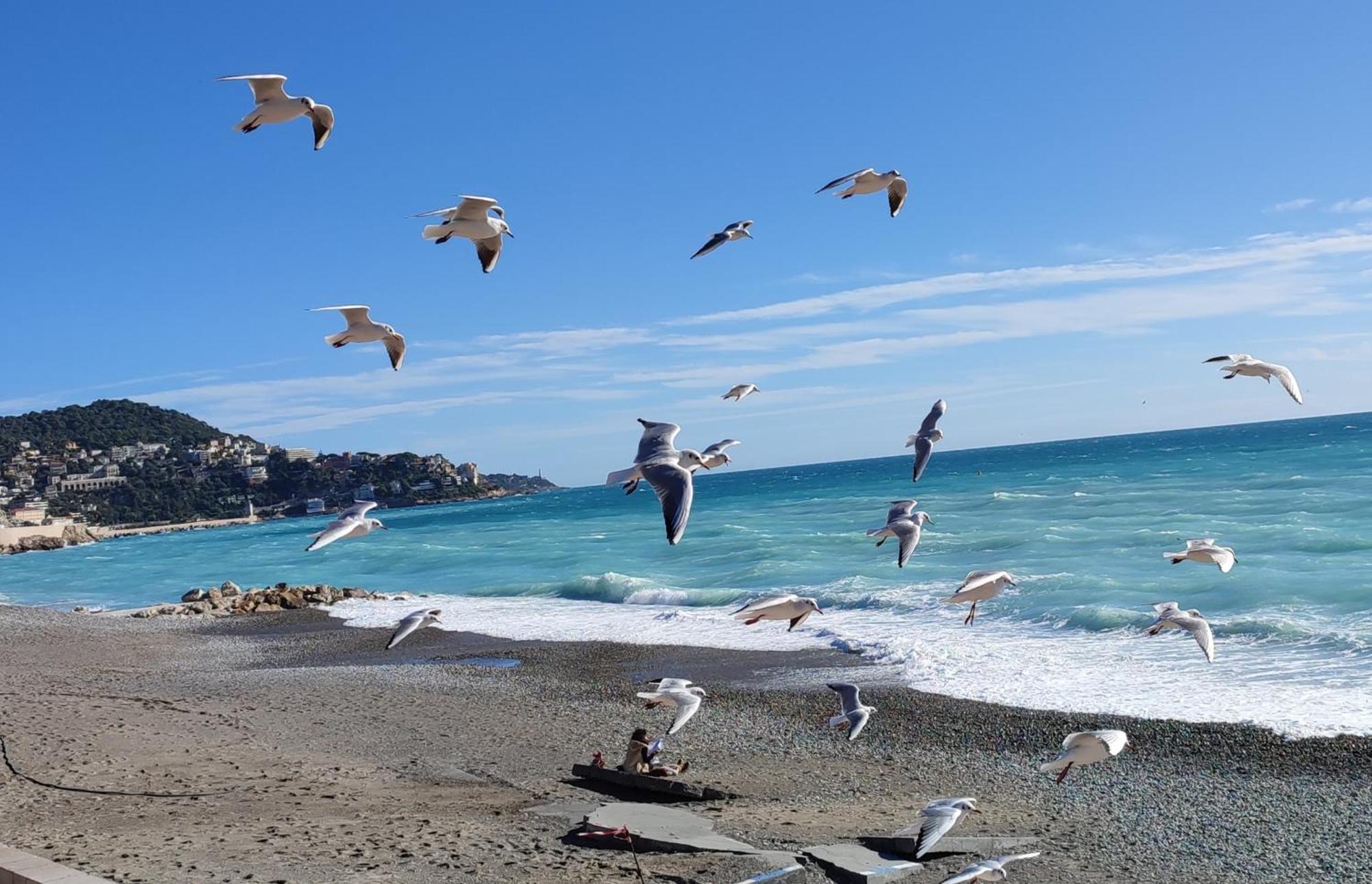 Les Terrasses D'herold * Nice