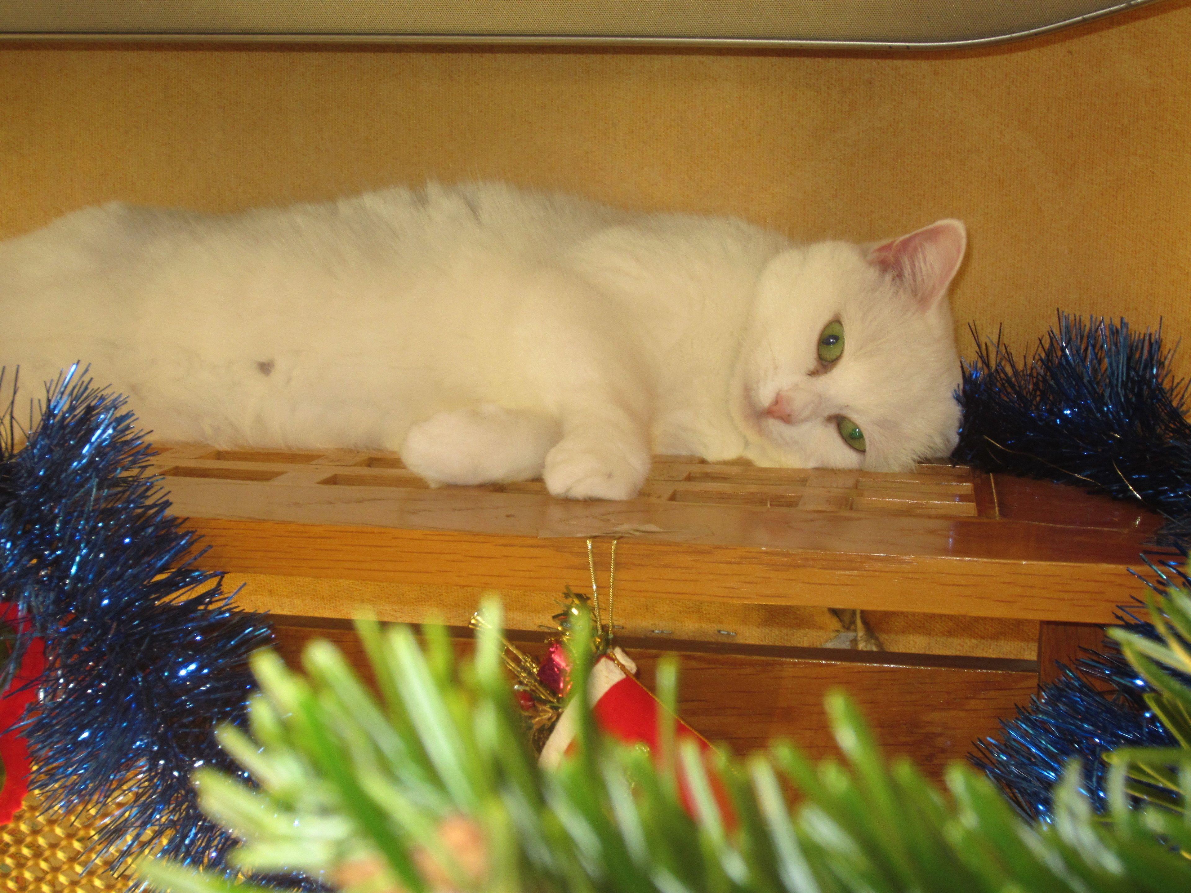 Maison Durante 4* Nice