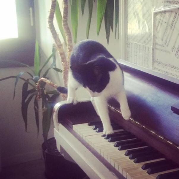 Shared With Kitten Nice